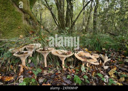 Entonnoir de trooping / champignon à tête de moine (Clitocybe / Infundibulicybe geotropa), groupe sous feuilles tombées d'automne, réserve basse-bois de LWT, Gloucestershire, Royaume-Uni, octobre. Banque D'Images