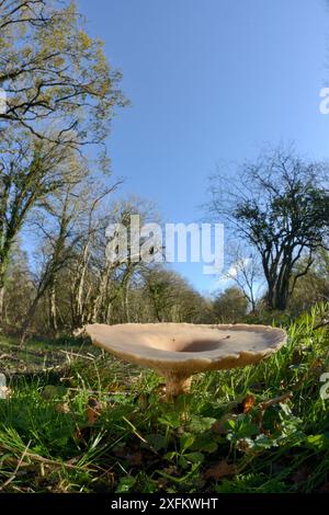 Entonnoir de trooping / champignon à tête de moine (Clitocybe / Infundibulicybe geotropa), dans une promenade dans les bois, réserve LWT Lower Woods, Gloucestershire, Royaume-Uni, novembre. Banque D'Images