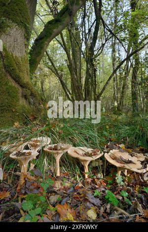 Entonnoir de trooping / champignon à tête de moine (Clitocybe / Infundibulicybe geotropa), groupe sous feuilles tombées d'automne, réserve basse-bois de LWT, Gloucestershire, Royaume-Uni, octobre. Banque D'Images