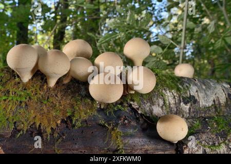 Un groupe de champignons Stump puffball (Lycoperdon pyriforme) émergeant d'une grume pourrie dans les bois feuillus, réserve Lower Woods de LWT, Gloucestershire, Royaume-Uni, octobre. Banque D'Images