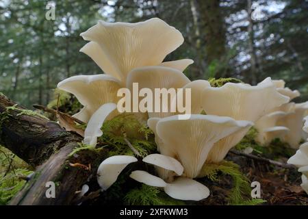 Champignons d'Angel's Wings (Pleurocybella porrigens) poussant sur une souche de conifères, forêt de Glengarry, Lochaber, Écosse, Royaume-Uni, septembre. Banque D'Images