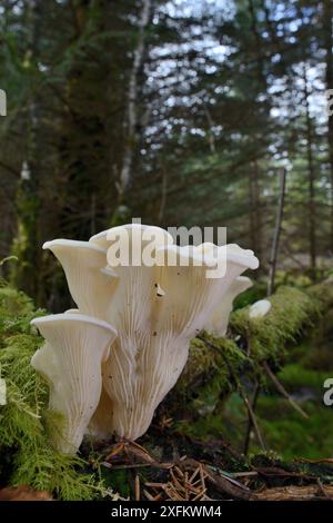 Champignons d'Angel's Wings (Pleurocybella porrigens) poussant sur une souche de conifères, forêt de Glengarry, Lochaber, Écosse, Royaume-Uni, septembre. Banque D'Images