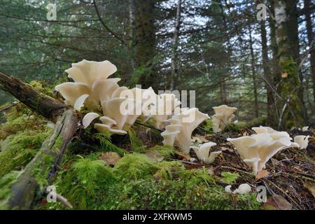 Champignons d'Angel's Wings (Pleurocybella porrigens) poussant sur une souche de conifères, forêt de Glengarry, Lochaber, Écosse, Royaume-Uni, septembre. Banque D'Images