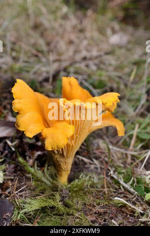 Champignon Chantarelle (Cantharellus cibarius) poussant sur un sol boisé à feuilles caduques, Lochaber, Écosse, Royaume-Uni, septembre. Banque D'Images