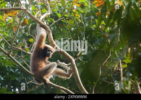 Gibbon hoolock occidental (Hoolock hoolock) dans l'arbre, Assam, Inde. Banque D'Images