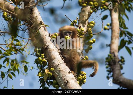 Gibbon hoolock occidental (Hoolock hoolock) se nourrissant dans l'arbre, Assam, Inde. Banque D'Images