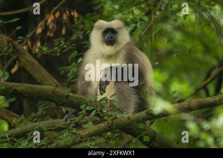 Kashmir Gray Langur / Chamba Sacred Langur (Semnopithecus ajax) Parc national de Dachigam, Cachemire, Inde. Banque D'Images