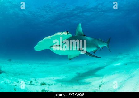 Grand requin marteau (Sphyrna mokarran) baignade sur fond de sable au sud, Bimini, Bahamas. Le Bahamas National Sanctuaire de requins, à l'ouest de l'océan Atlantique. Banque D'Images