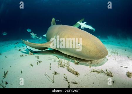 Requin nourricier (Ginglymostoma cirratum) reposant sur le fond marin avec des poissons Remora, South Bimini, Bahamas. Sanctuaire national des requins des Bahamas, océan Atlantique Ouest. Banque D'Images