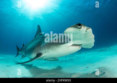 Grand requin marteau (Sphyrna mokarran) baignade sur fond de sable au sud, Bimini, Bahamas. Le Bahamas National Sanctuaire de requins, à l'ouest de l'océan Atlantique. Banque D'Images