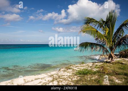 Le calme de la plage et de la mer avec un bateau au loin, au Sud Bimini, Bahamas. Le Bahamas National Sanctuaire de requins, à l'ouest de l'océan Atlantique. Banque D'Images