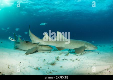 Requins nourrissons (Ginglymostoma cirratum) sur un fond marin sablonneux avec des barreaux (Caranx ruber) et des poissons Remora, South Bimini, Bahamas. Sanctuaire national des requins des Bahamas, océan Atlantique Ouest. Banque D'Images