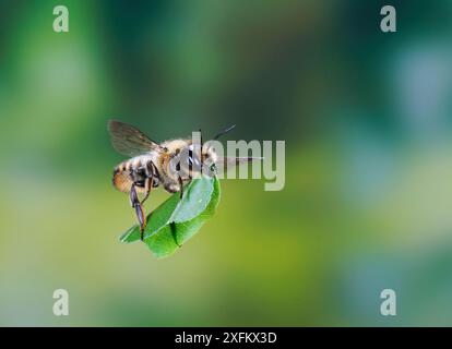 Les espèces d'abeilles (Megachile) Déroulement de la section de la feuille. Surrey, Angleterre, Royaume-Uni, juillet. Banque D'Images