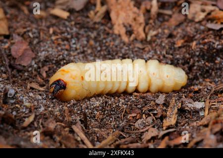 Larve de coléoptère tanneur (Prionus coriarius) sur le point de naître. Surrey, Angleterre, Royaume-Uni, mai. Banque D'Images