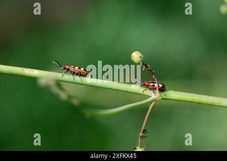 Coléoptères des asperges (Crioceris asparagi) avec œufs. Surrey, Angleterre, Royaume-Uni, mai. Banque D'Images