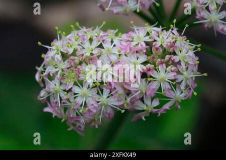 Fleurs d'heracleum sphondylium. Surrey, Angleterre Banque D'Images