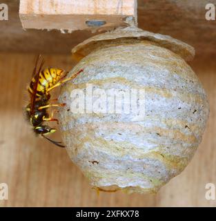 Guêpe de Saxe (Dolichovespula saxonica) reine nid de construction. Surrey, Angleterre, Royaume-Uni. Mai. Banque D'Images