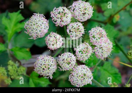 Fleurs d'heracleum sphondylium. Surrey, Angleterre, Royaume-Uni, novembre. Banque D'Images