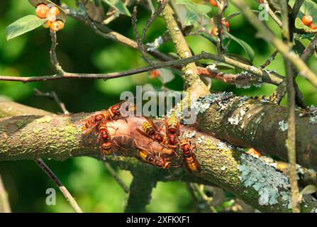 Les travailleurs du frelon européen (Vespa crabro) buvant de la sève d'une blessure qu'ils ont créée sur une branche de Cotoneaster. Surrey, Angleterre, Royaume-Uni, septembre. Banque D'Images