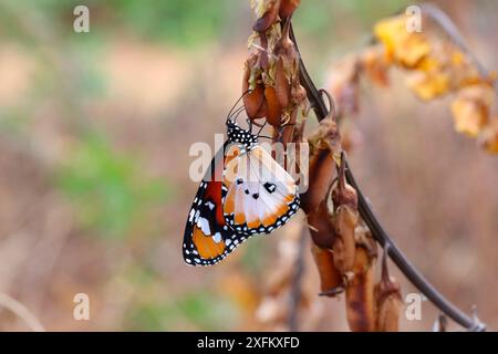 Papillon monarque africain (Danaus plexippus). Gambie, Afrique Banque D'Images