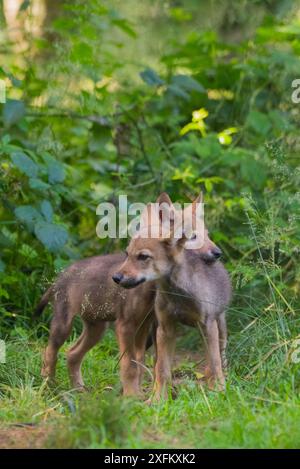 Loup gris (Canis lupus) petits de deux mois, captifs Banque D'Images