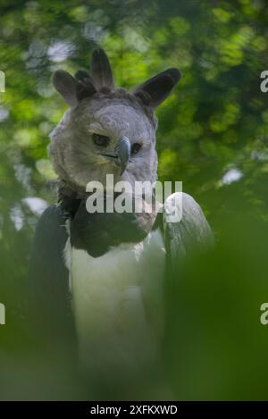 Aigle harpie (Harpia harpyja) captif Banque D'Images