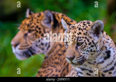 Jaguar (Panthera ONCA) mère avec un petit de quatre mois, originaire d'Amérique du Sud et centrale, captif Banque D'Images