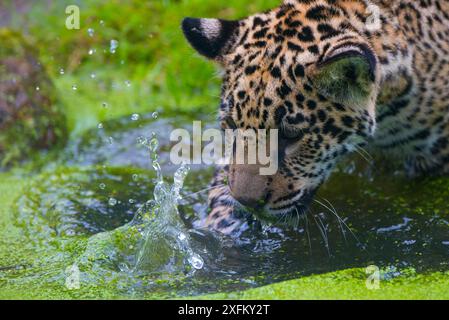 Jaguar (Panthera ONCA) lavage de petits de quatre mois, originaire d'Amérique du Sud et centrale, captif Banque D'Images