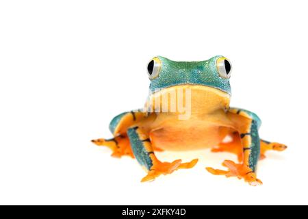 Splendide grenouille à feuilles (Cruziohyla calcarifer) captive Banque D'Images