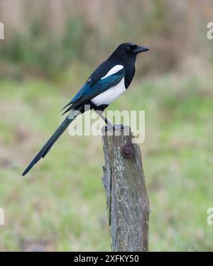 Magpie (Pica pica) perchée sur le poteau, Norfolk, Royaume-Uni Banque D'Images