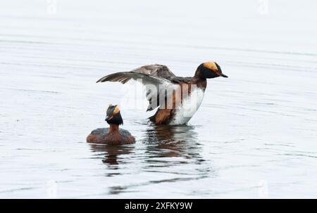 Deux grèbes slaves (Podiceps auritus) courtisant, mâles levant des ailes en exposition. Porsanger Fjord, Finmark, Norvège Banque D'Images