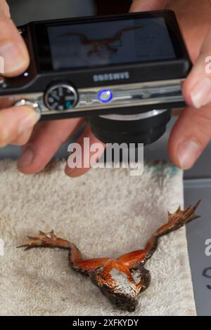 Mark Hayes, biologiste Mark Hayes, grenouille tachetée de l'Oregon (Rana pretiosa), examinant la grenouille élevée par des détenus dans le cadre du programme de durabilité en prison, Cedar Creek corrections Center, Washington, États-Unis. Non ex Banque D'Images