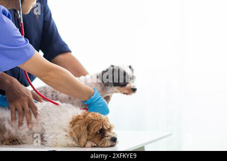 Les vétérinaires utilisent des stéthoscopes pour examiner la santé des chiens et diagnostiquer les maladies respiratoires et cardiaques. Vérification de la santé du chien dans l'hôpital des animaux avec Banque D'Images