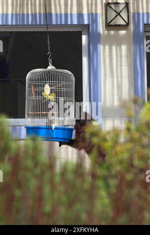 Babouin Chacma (Papio ursinus) se nourrissant de graines tombées de la cage de chien (Melopsittacus undulatus) d'Afrique du Sud. Banque D'Images