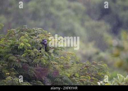 Singe bleu (Cercopithecus mitis) à la cime des arbres, Parc national de la Ruvubu, Burundi, non-ex. Banque D'Images