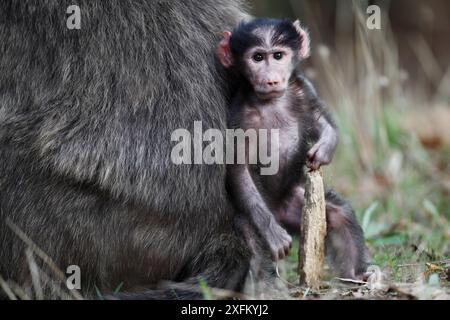 Chacma babouin (Papio ursinus) bébé tenu par sa mère, péninsule du Cap, Afrique du Sud Banque D'Images