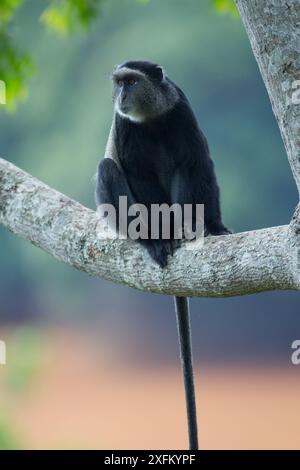 Singe bleu (Cercopithecus mitis) dans l'arbre, Parc National de la Ruvubu, Burundi. Banque D'Images