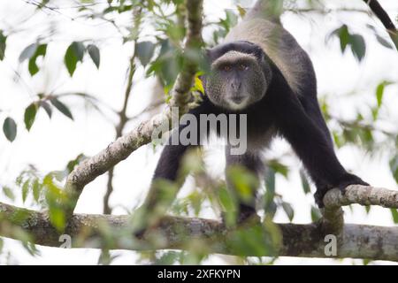 Singe bleu (Cercopithecus mitis) dans l'arbre, Parc National de la Ruvubu, Burundi. Banque D'Images