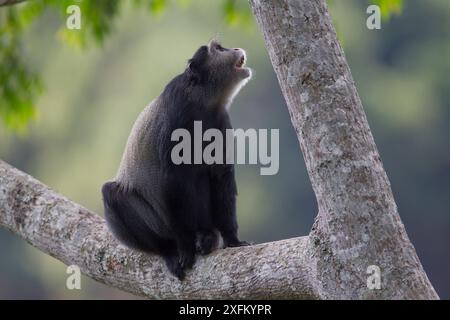 Singe bleu (Cercopithecus mitis) dans l'arbre, Parc National de la Ruvubu, Burundi. Banque D'Images