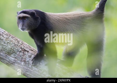 Singe bleu (Cercopithecus mitis) dans l'arbre, Parc National de la Ruvubu, Burundi. Banque D'Images