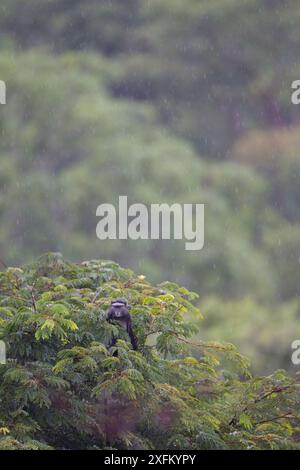 Singe bleu (Cercopithecus mitis) dans l'arbre, Parc National de la Ruvubu, Burundi. Banque D'Images