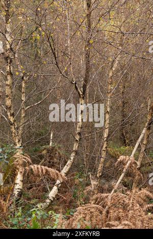 Forêt mixte à Mortimer Forest, Ludlow, Shropshire, Royaume-Uni Banque D'Images