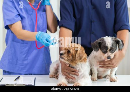 Les vétérinaires utilisent des stéthoscopes pour examiner la santé des chiens et diagnostiquer les maladies respiratoires et cardiaques. Vérification de la santé du chien dans l'hôpital des animaux avec Banque D'Images