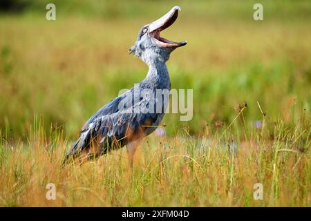 Cigogne Shoebill (Balaeniceps rex) avec bec ouvert dans les marécages de Mabamba, lac Victoria, Ouganda Banque D'Images