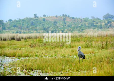 Shoebill stork (Balaeniceps rex) dans les marais de Mabamba, Lac Victoria, Ouganda Banque D'Images