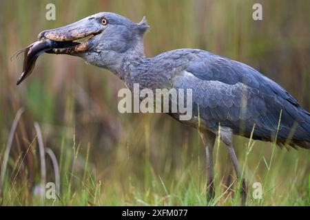 Shoebill stork (Balaeniceps rex) se nourrissent d'une chouette (dipneustes africains Protopterus dolloi) dans les marais de Mabamba, lac Victoria, Ouganda Banque D'Images