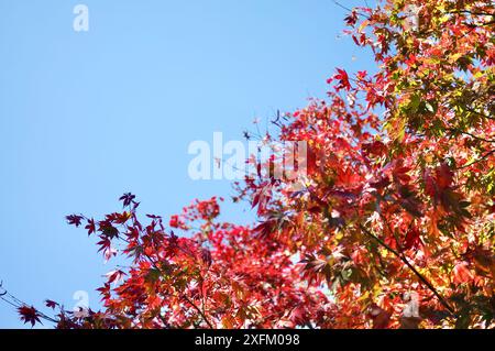 Un érable japonais avec des feuilles dans des tons frappants de rouge, orange, jaune au jardin Nooroo dans les Blue Mountains de Sydney, Australie par une journée ensoleillée Banque D'Images