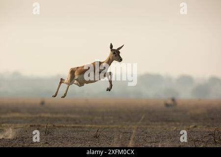 Blackbuck (Antelope cervicapra), femme, courant avec des sauts en hauteur connus sous le nom de 'Pronking'. Sanctuaire de faune de Tal Chhapar, Rajasthan, Inde Banque D'Images