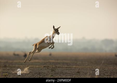 Blackbuck (Antelope cervicapra), femme qui court avec des sauts en hauteur connus sous le nom de 'Pronking'. Sanctuaire de faune de Tal Chhapar, Rajasthan, Inde Banque D'Images