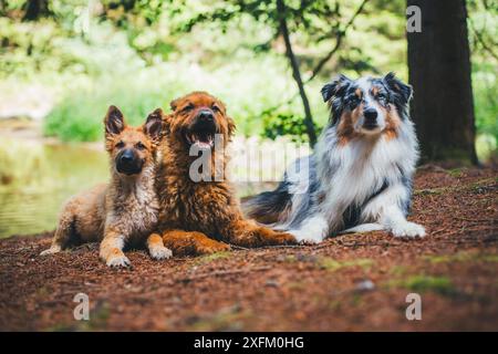 Trois chiens (deux vieux bergers allemands « Kuhhund » et un berger australien) Banque D'Images